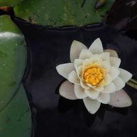 苹果视频官网LOGO